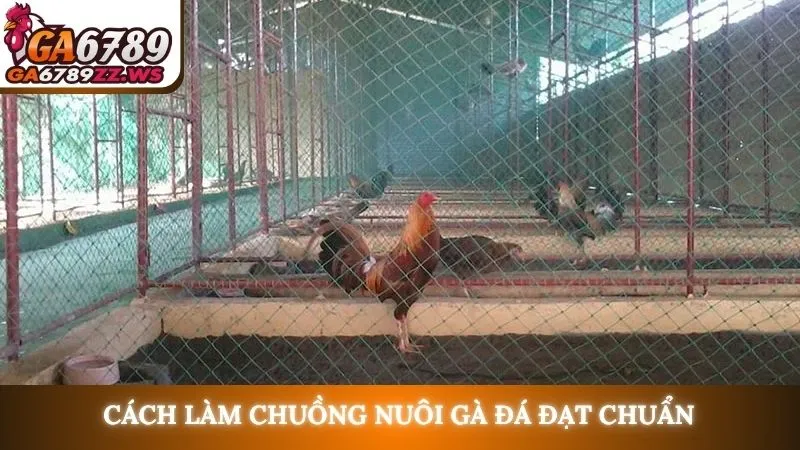 Cách làm chuồng nuôi gà đá đạt chuẩn