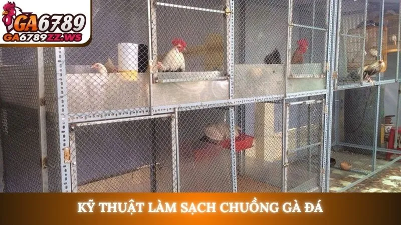 Kỹ thuật làm sạch chuồng gà đá