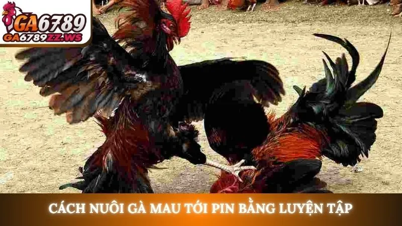 Cách nuôi gà mau tới pin bằng luyện tập