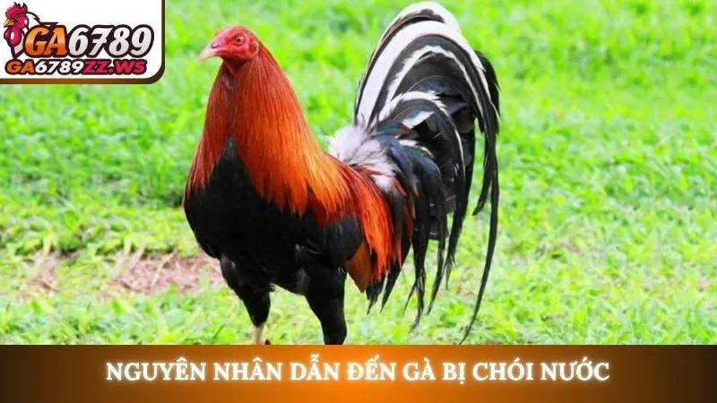 Nguyên nhân dẫn đến gà bị chói nước