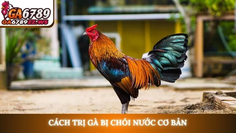 Cách trị gà bị chói nước cơ bản