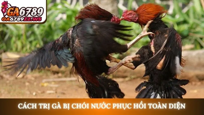 Cách trị gà bị chói nước phục hồi toàn diện