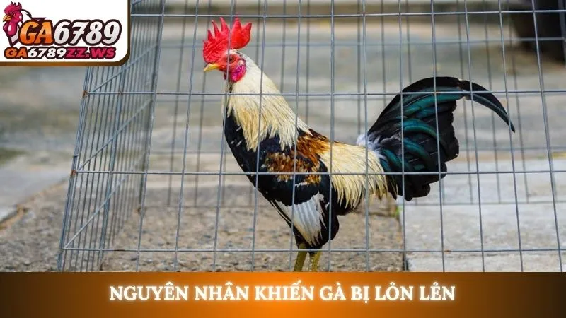 Nguyên nhân khiến gà bị lỏn lẻn