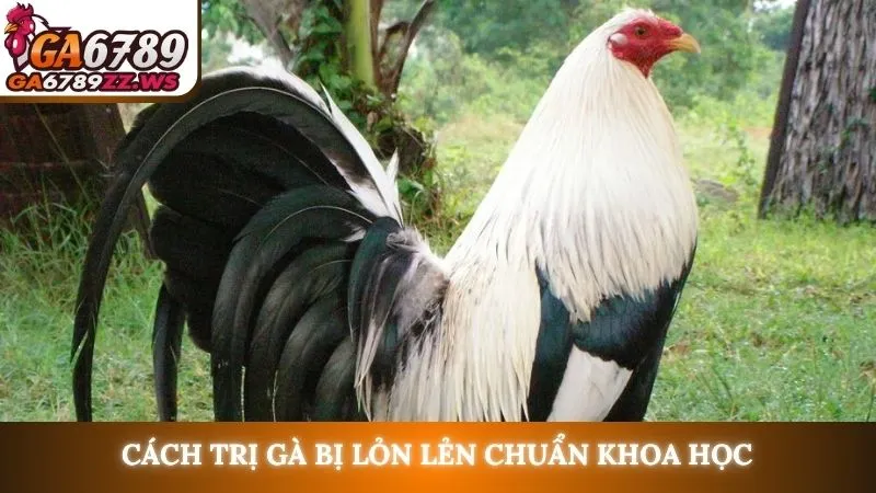 Cách trị gà bị lỏn lẻn chuẩn khoa học