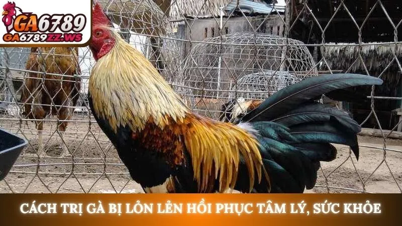 Cách trị gà bị lỏn lẻn hồi phục tâm lý, sức khỏe
