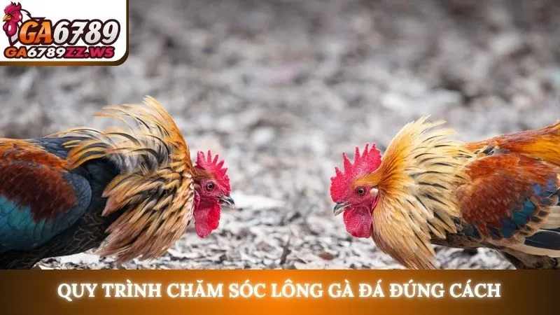 Quy trình chăm sóc lông gà đá đúng cách