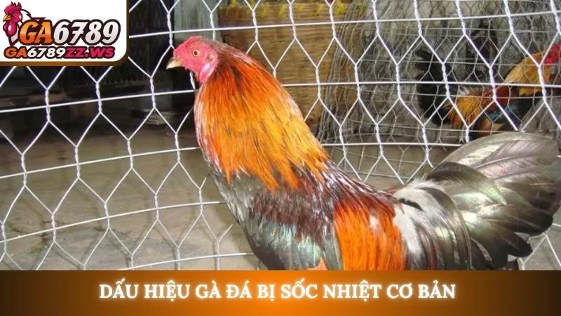 Dấu hiệu gà đá bị sốc nhiệt cơ bản 