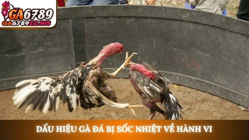 Dấu hiệu gà đá bị sốc nhiệt về hành vi