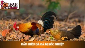 Dấu hiệu gà đá bị sốc nhiệt
