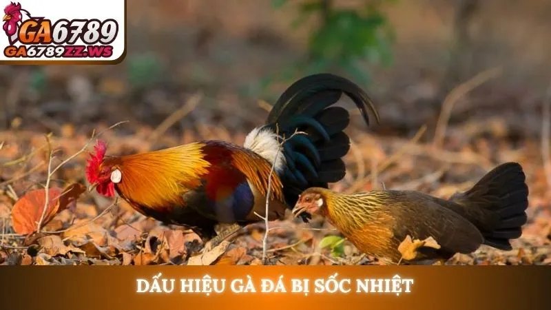 Dấu hiệu gà đá bị sốc nhiệt