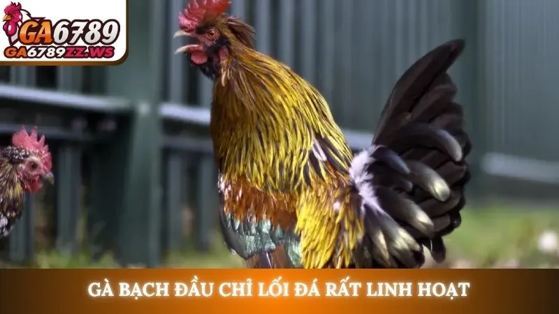 Gà bạch đầu chỉ lối đá rất linh hoạt