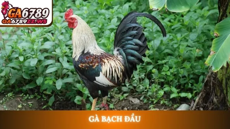 Gà bạch đầu