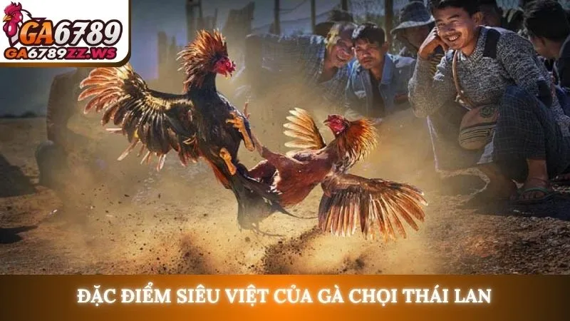 Đặc điểm siêu việt của gà chọi Thái Lan