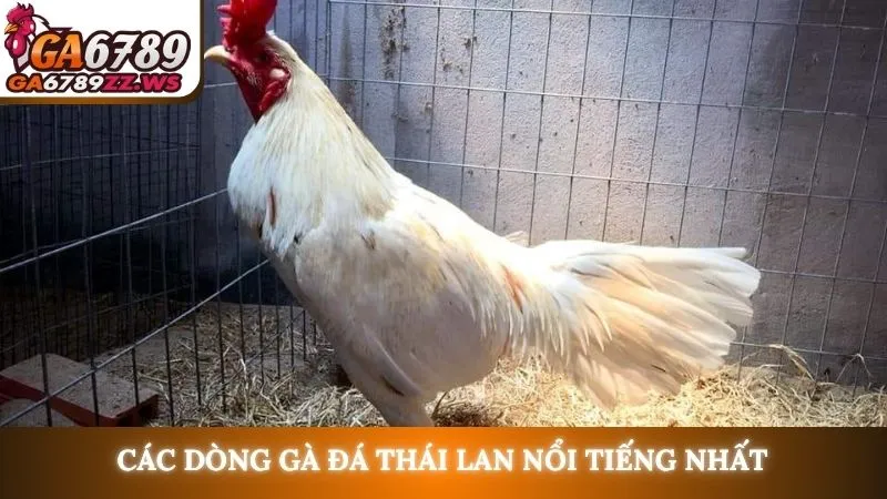 Các dòng gà đá Thái Lan nổi tiếng nhất