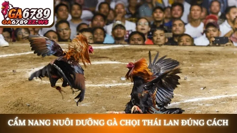 Cẩm nang nuôi dưỡng gà chọi Thái Lan đúng cách