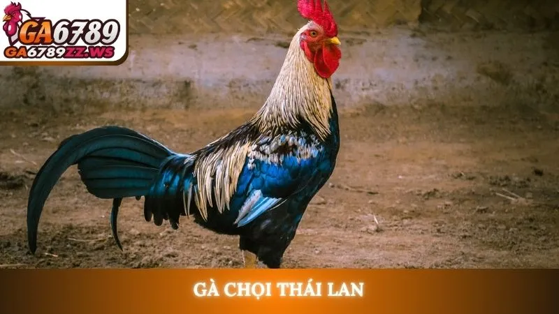 Gà chọi Thái Lan