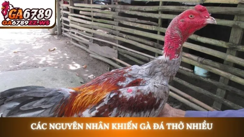 Các nguyên nhân khiến gà đá thở nhiều
