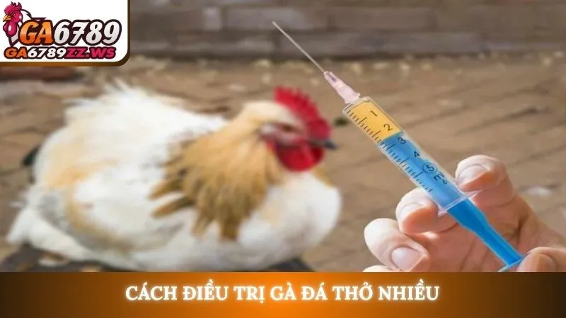 Cách điều trị gà đá thở nhiều