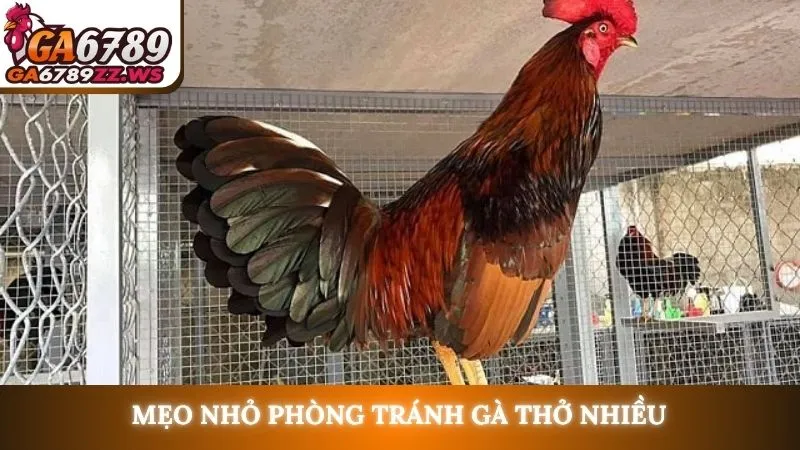 Mẹo nhỏ phòng tránh gà thở nhiều