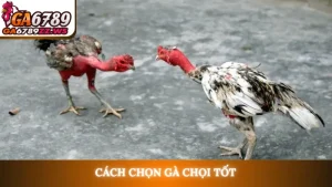 Cách chọn gà chọi tốt