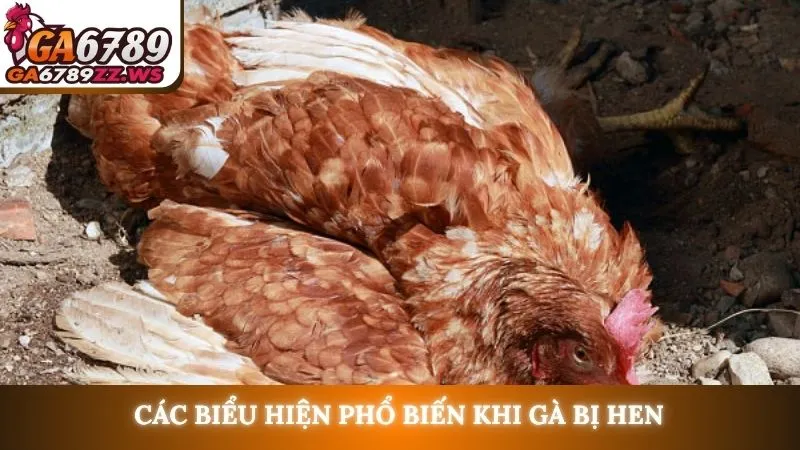 Các biểu hiện phổ biến khi gà bị hen