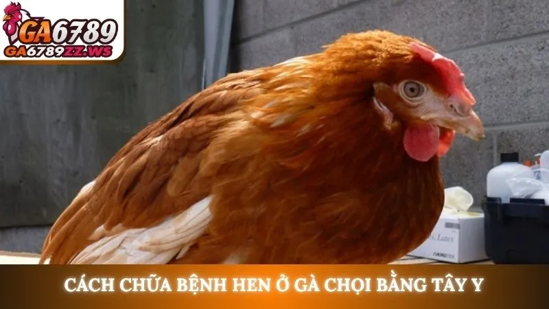 Cách chữa bệnh hen ở gà chọi bằng Tây y