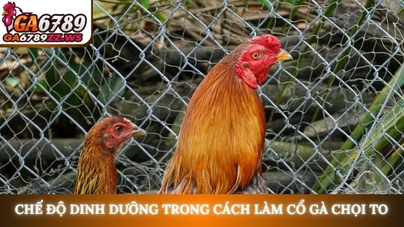 Chế độ dinh dưỡng trong cách làm cổ gà chọi to