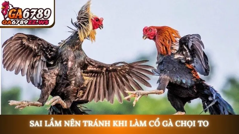 Sai lầm nên tránh khi làm cổ gà chọi to