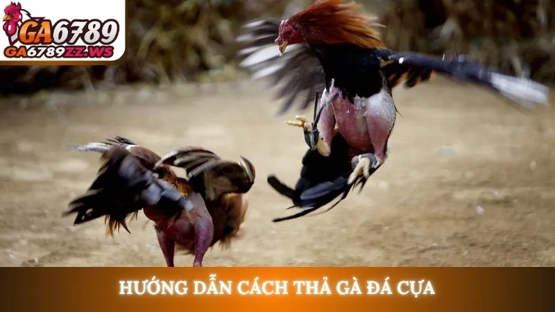 Hướng dẫn cách thả gà đá cựa