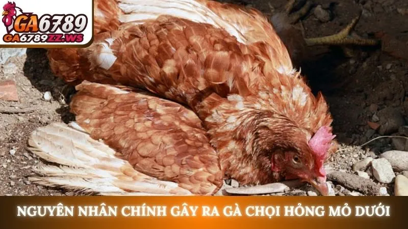 Nguyên nhân chính gây ra gà chọi hỏng mỏ dưới