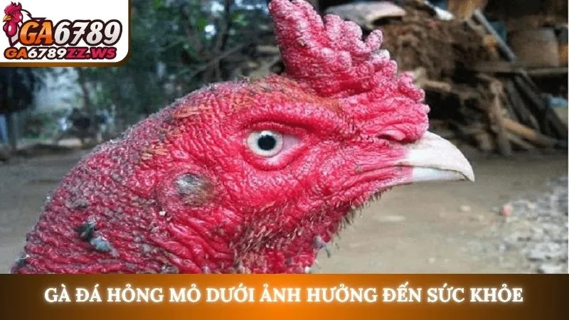 Gà đá hỏng mỏ dưới ảnh hưởng đến sức khỏe