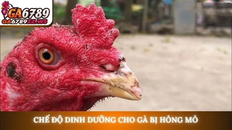 Chế độ dinh dưỡng cho gà bị hỏng mỏ