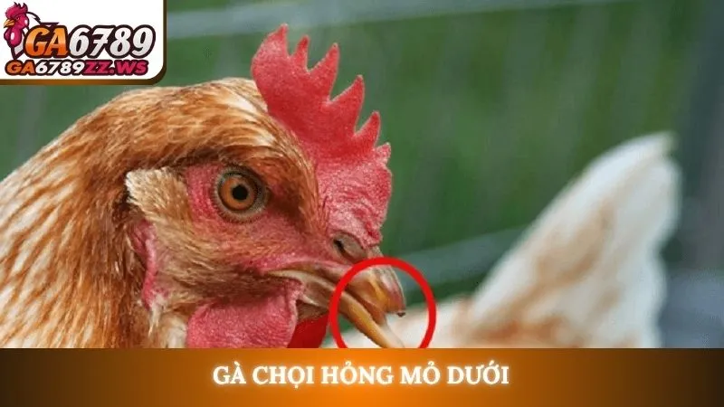 Gà chọi hỏng mỏ dưới