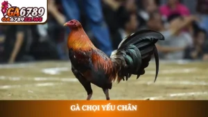 Gà chọi yếu chân