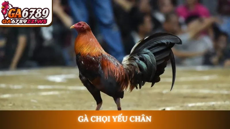 Gà chọi yếu chân