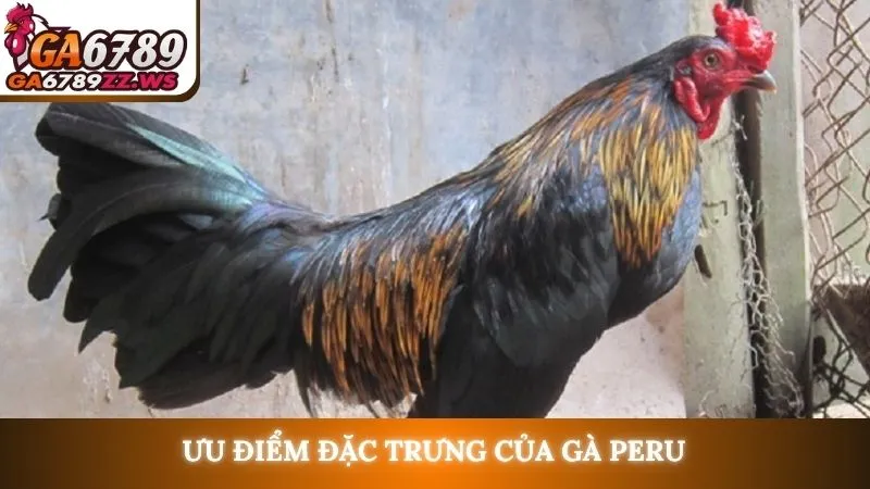 Ưu điểm đặc trưng của gà Peru