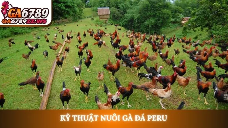 Kỹ thuật nuôi gà đá Peru