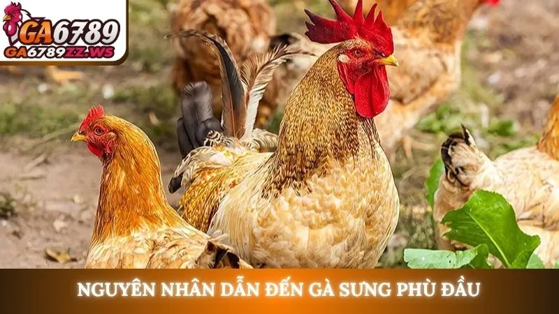 Nguyên nhân dẫn đến gà sưng phù đầu