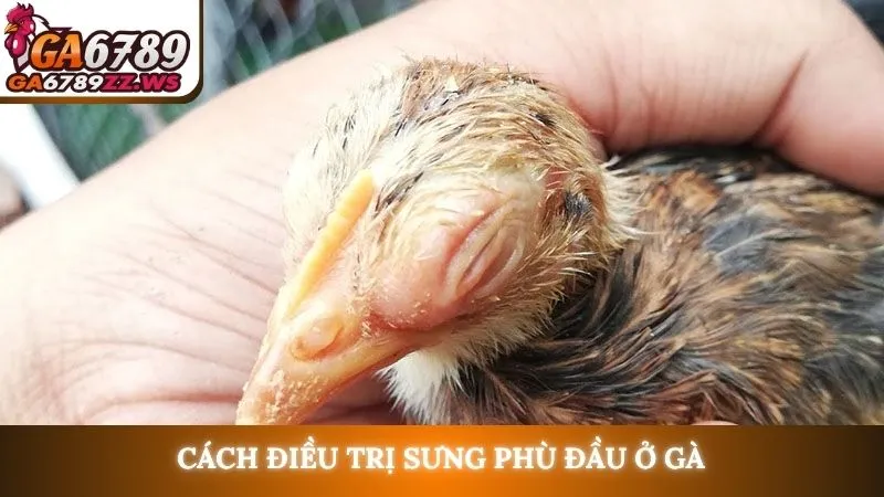 Cách điều trị sưng phù đầu ở gà