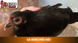 Gà sưng phù đầu