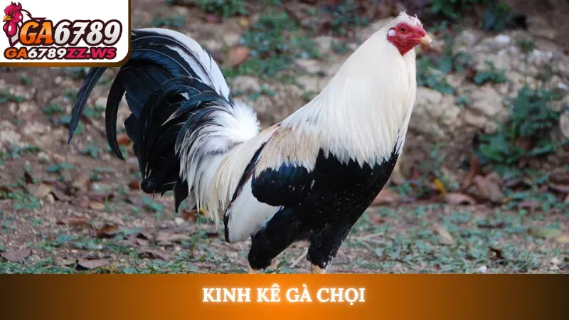 Kinh kê gà chọi