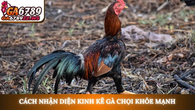 Cách nhận diện kinh kê gà chọi khỏe mạnh