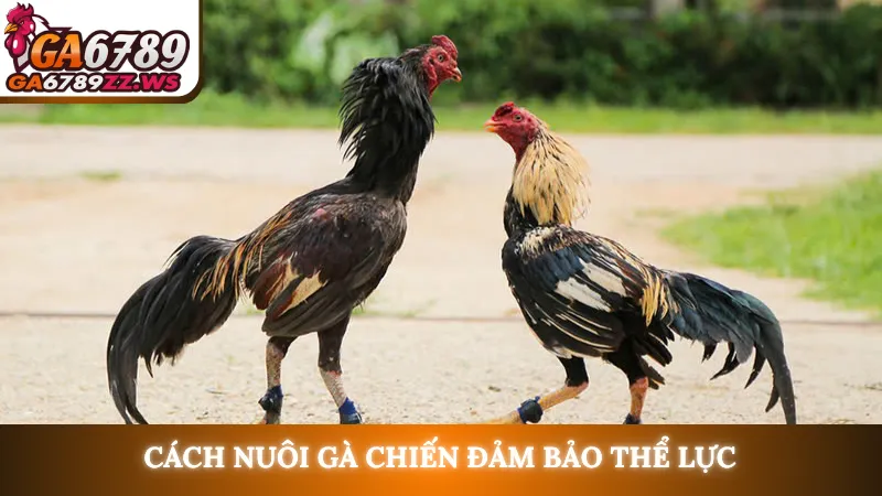 Cách nuôi gà chiến đảm bảo thể lực
