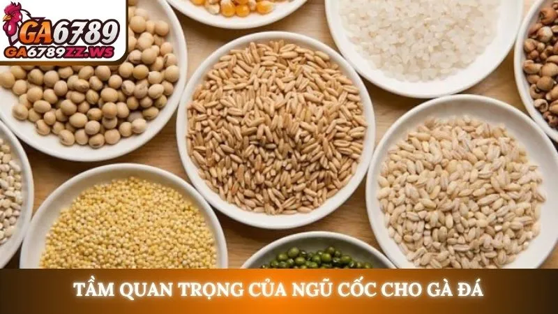 Tầm quan trọng của ngũ cốc cho gà đá