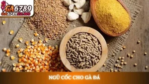 Ngũ cốc cho gà đá