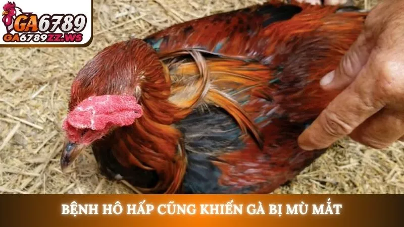 Bệnh hô hấp cũng khiến gà bị mù mắt