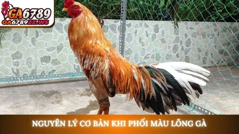 Nguyên lý cơ bản khi phối màu lông gà