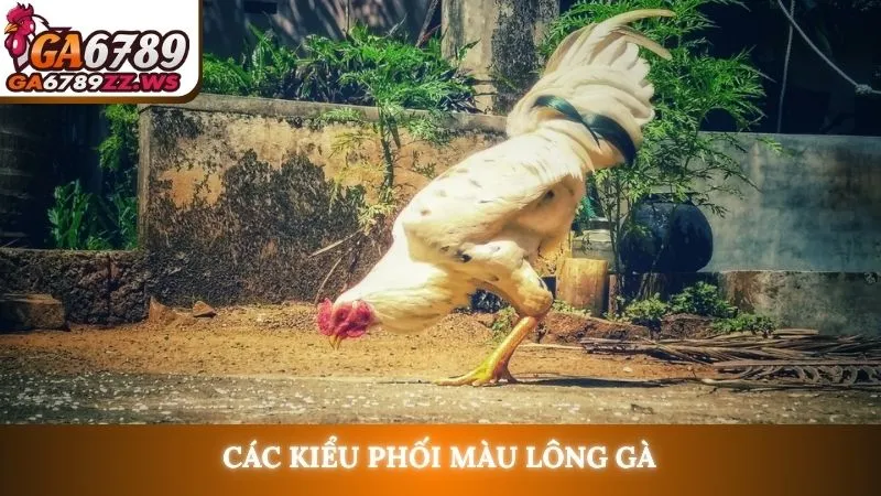 Các kiểu phối màu lông gà