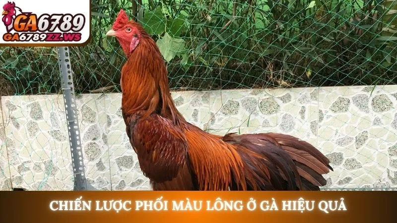 Chiến lược phối màu lông ở gà hiệu quả