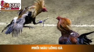 Phối màu lông gà